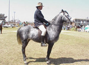 BOER
